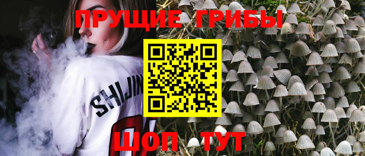 Псилоцибиновые грибы Psilocybe Тихвин